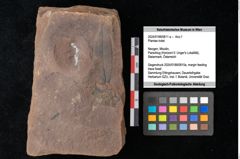 Foto (Objekt + Etikett) von Plantae indet. (NHMW-GEO-2024-0188-0811a)
